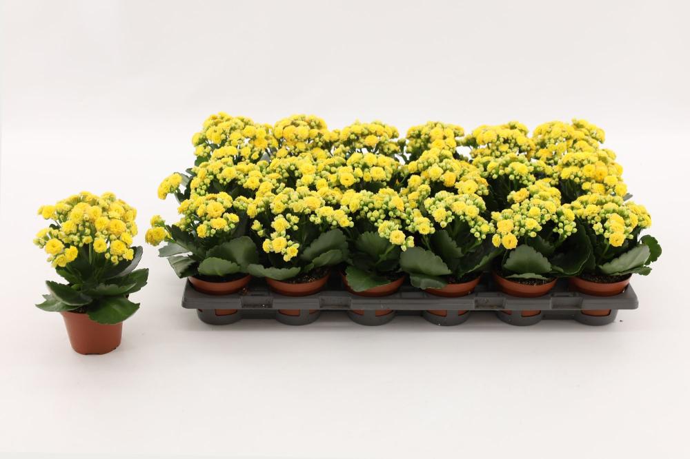 kalanchoe fleurs doubles