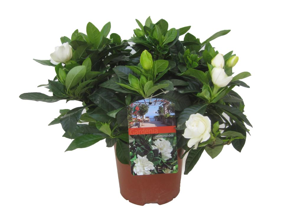 Gardenia