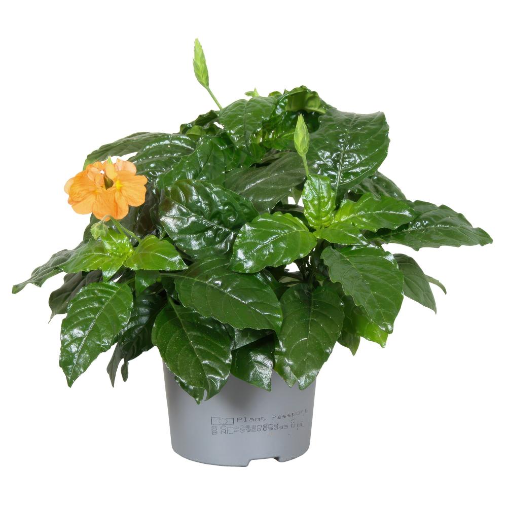 Crossandra