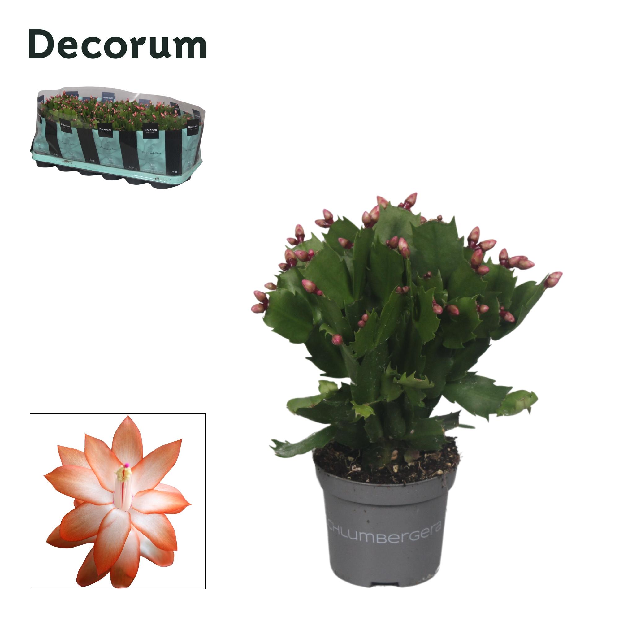 Schlumbergera