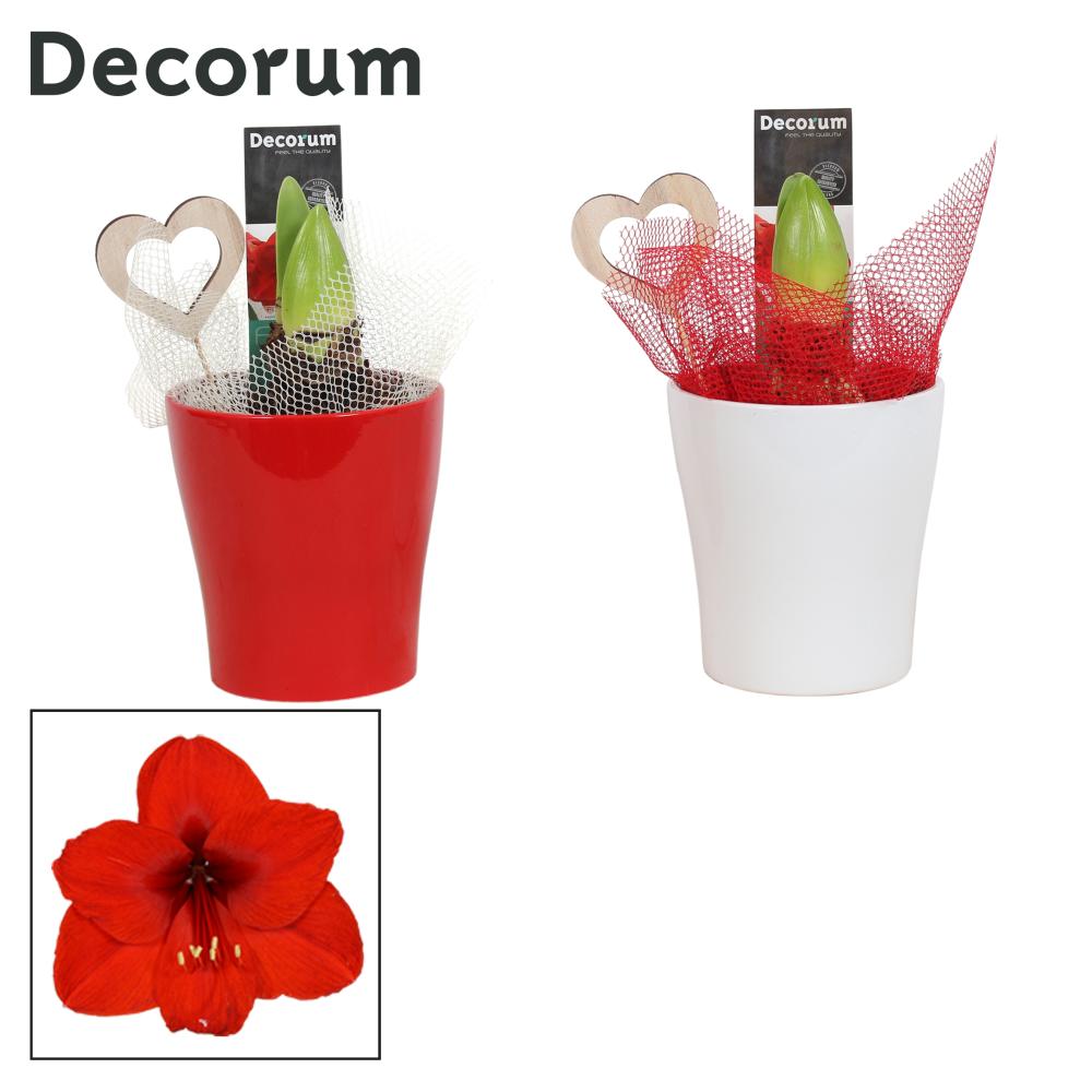 Amaryllis
