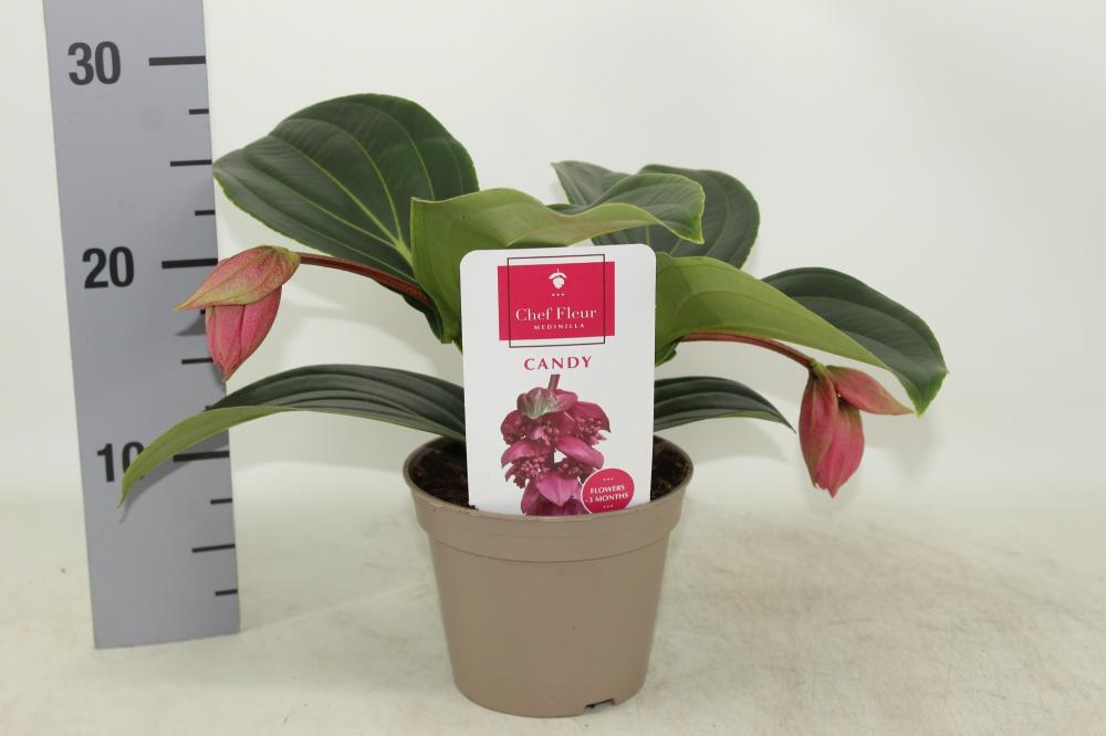 Medinella