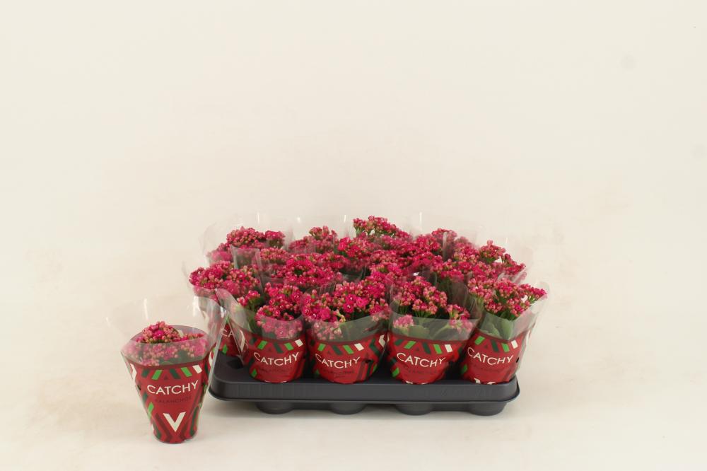 kalanchoe fleurs doubles
