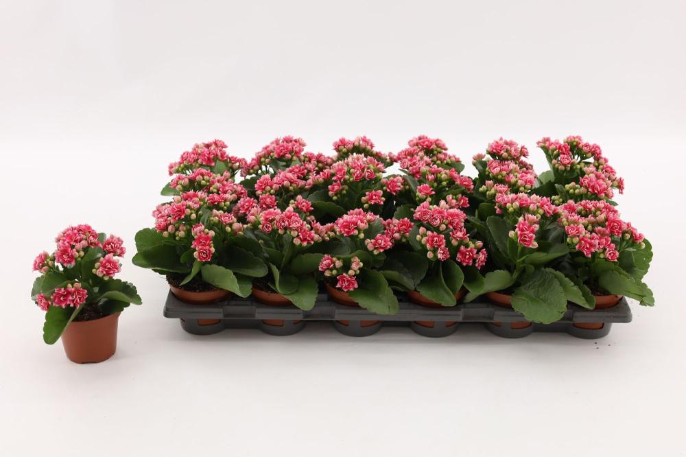 kalanchoe fleurs doubles