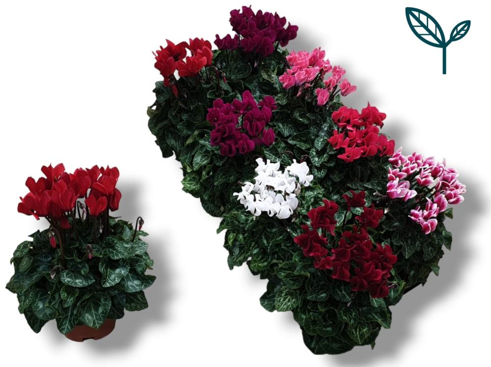Cyclamen