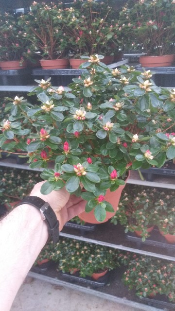 Azalea japonica fleuris/boutonÉe