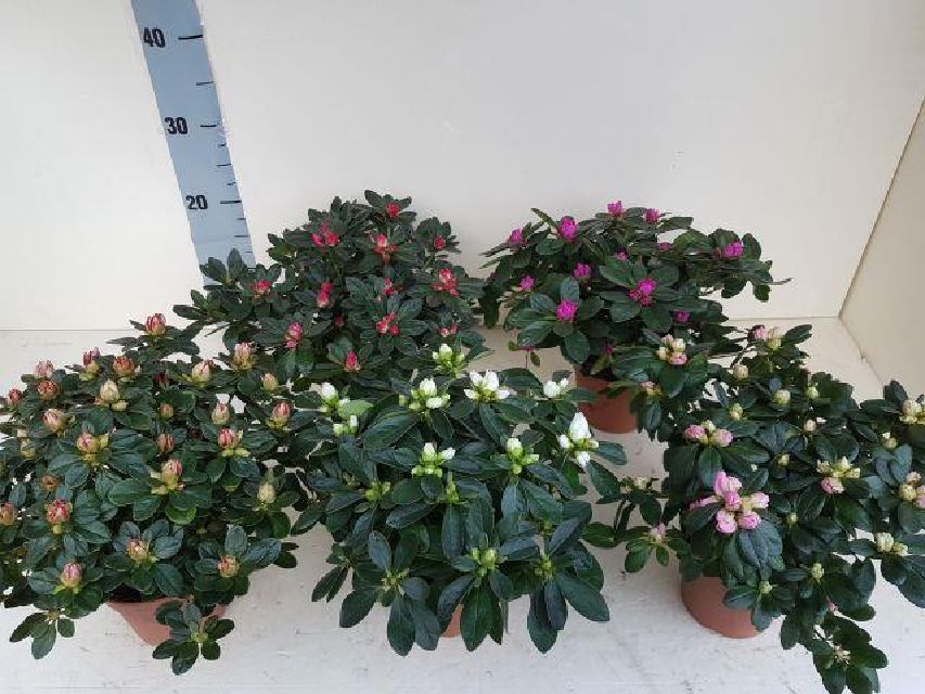 azalea indica fleuris/boutonÉe