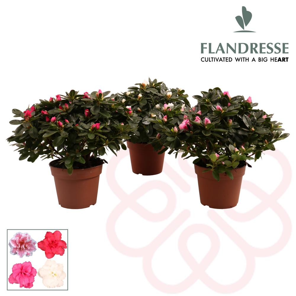 Azalea