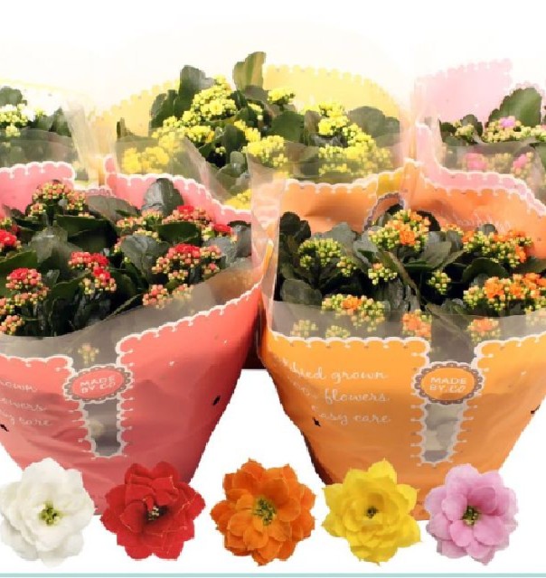 kalanchoe