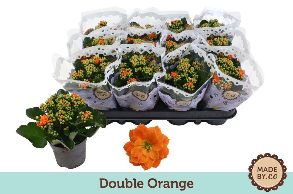 kalanchoe fleurs doubles