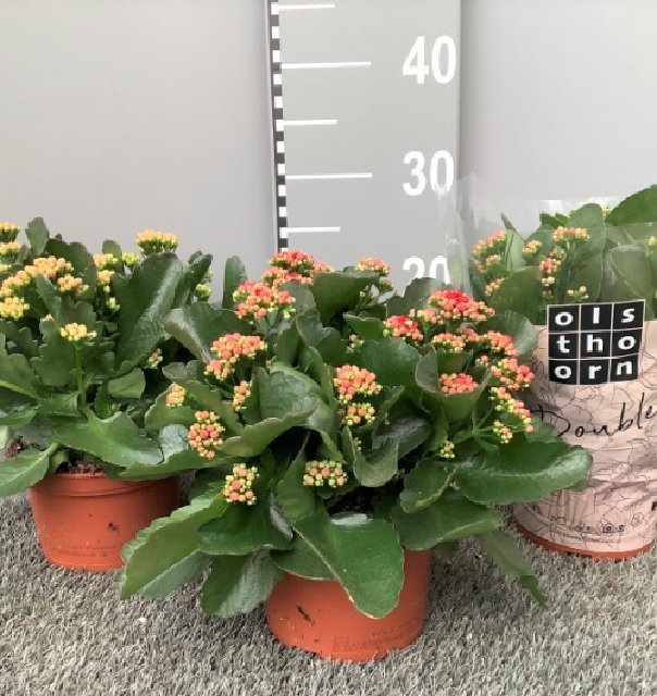 plantes fleuries