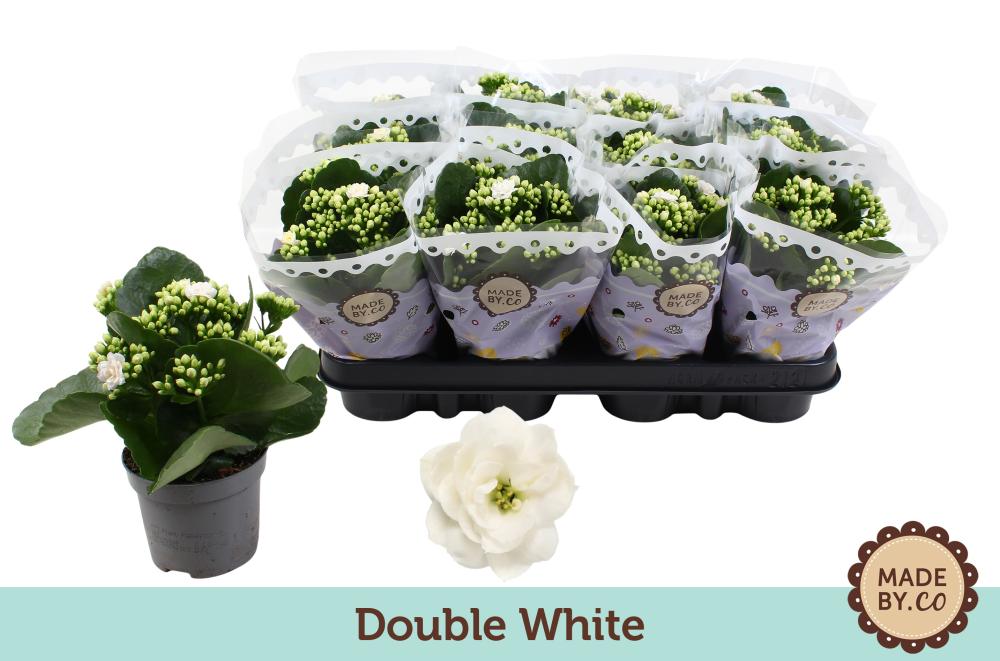 kalanchoe fleurs doubles