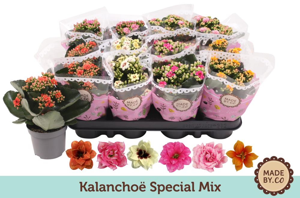 kalanchoe fleurs doubles