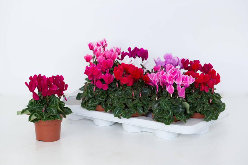cyclamen