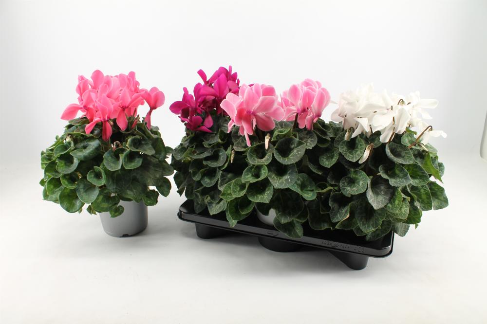 cyclamen