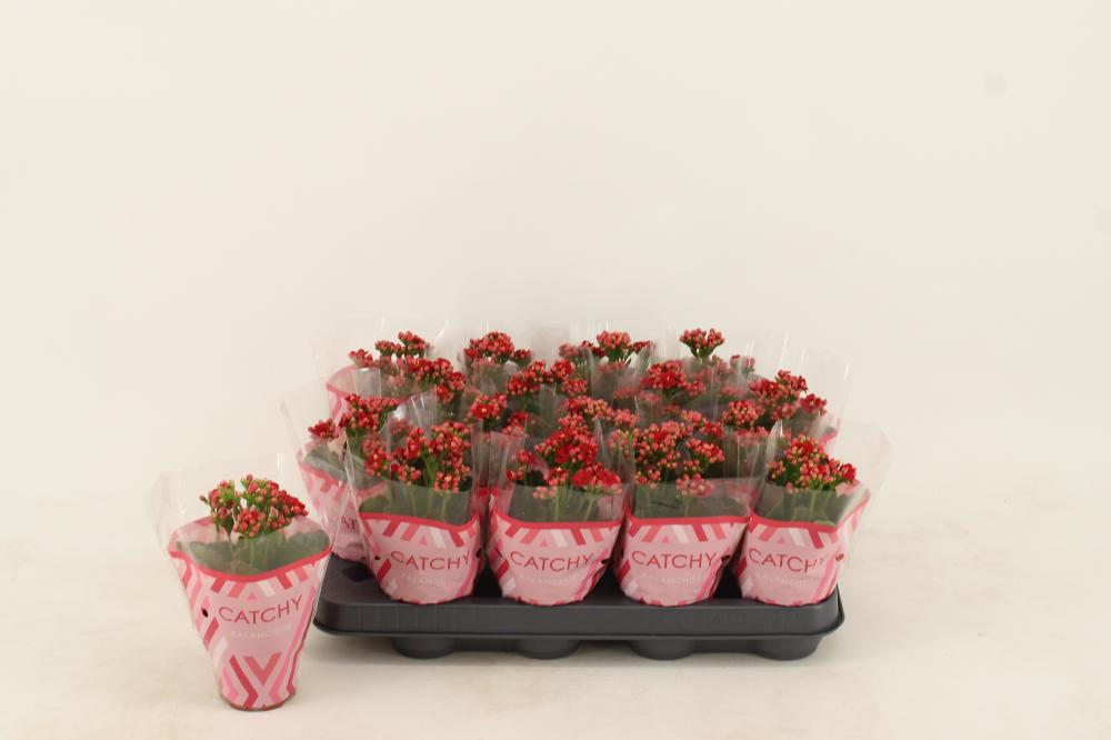 kalanchoe fleurs doubles