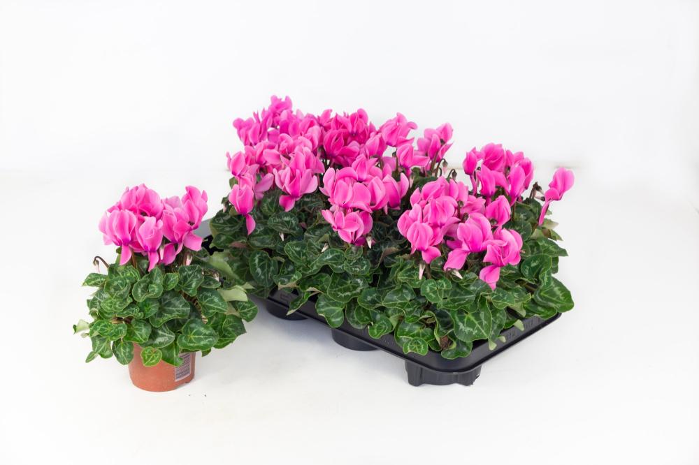 cyclamen
