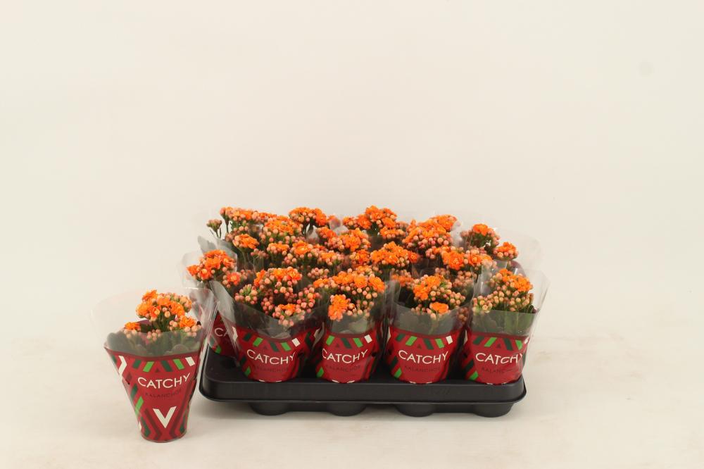 kalanchoe fleurs doubles