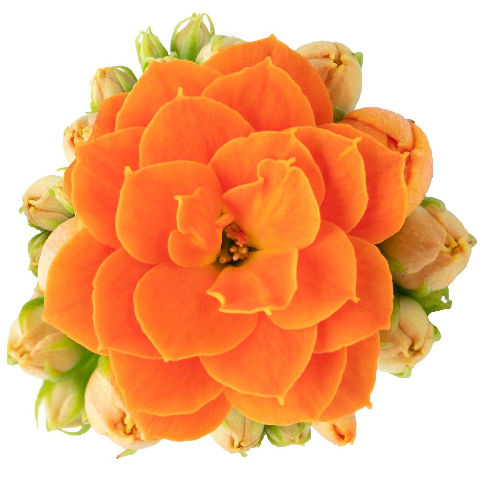 kalanchoe fleurs doubles