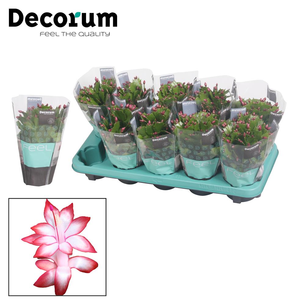 Schlumbergera