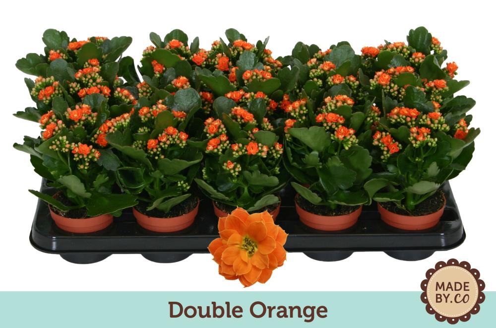 kalanchoe fleurs doubles
