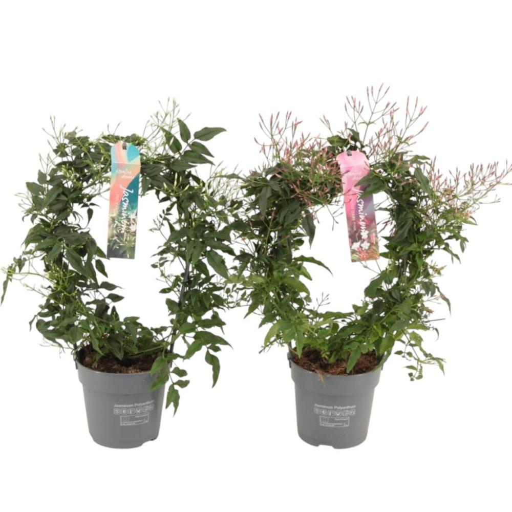 Jasminum