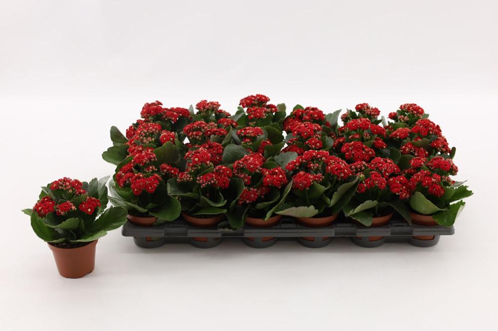 kalanchoe fleurs doubles
