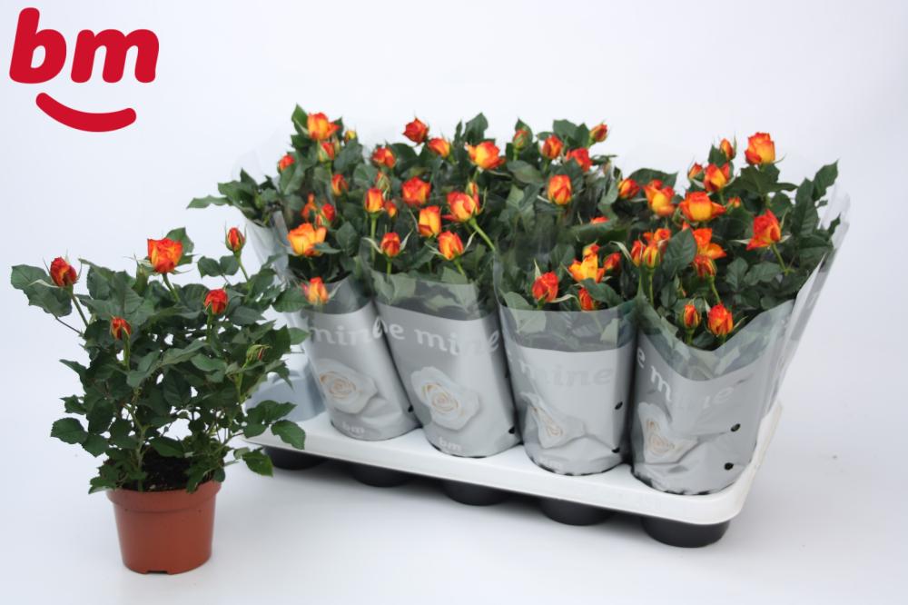 Rosier