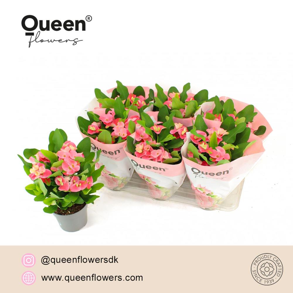 Euphorbia