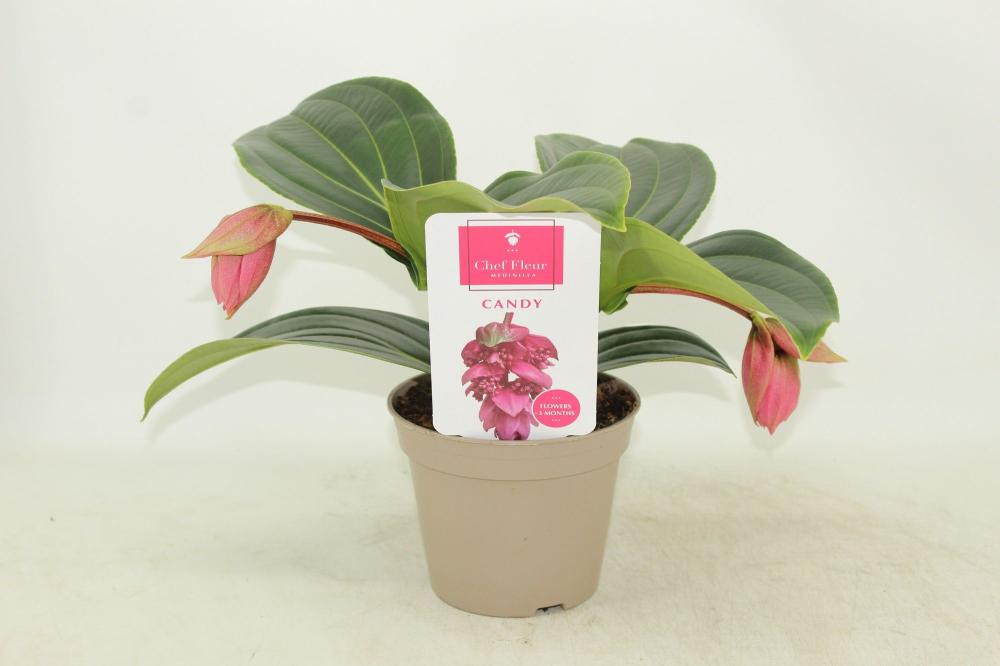 Medinella