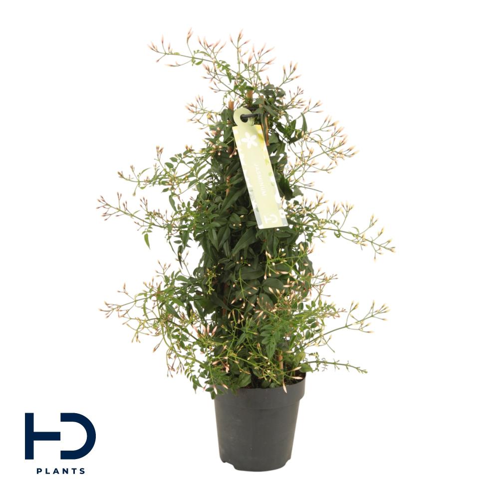Jasminium polyanthum