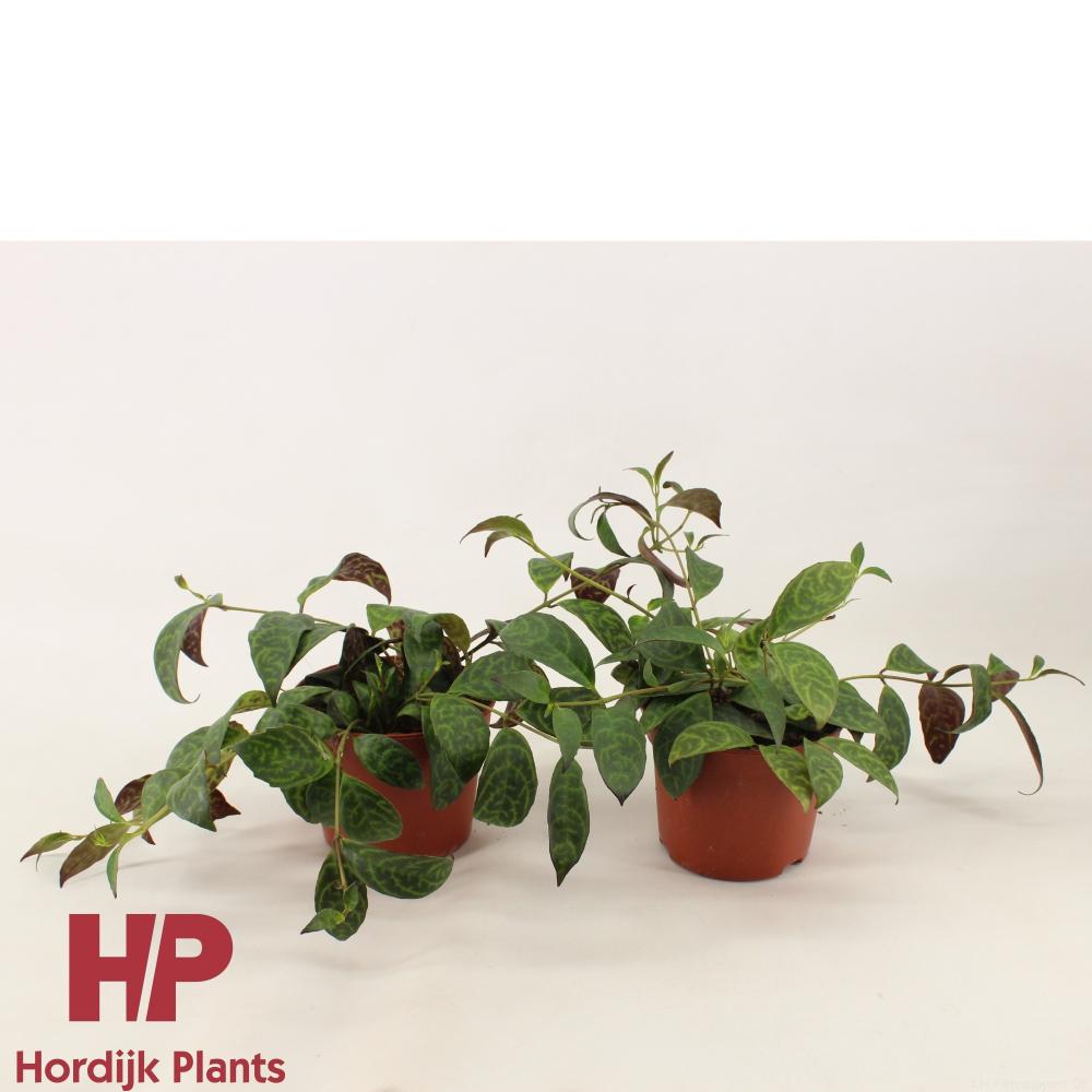 Aeschynanthus