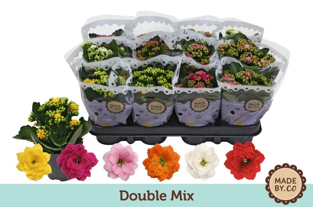 kalanchoe fleurs doubles