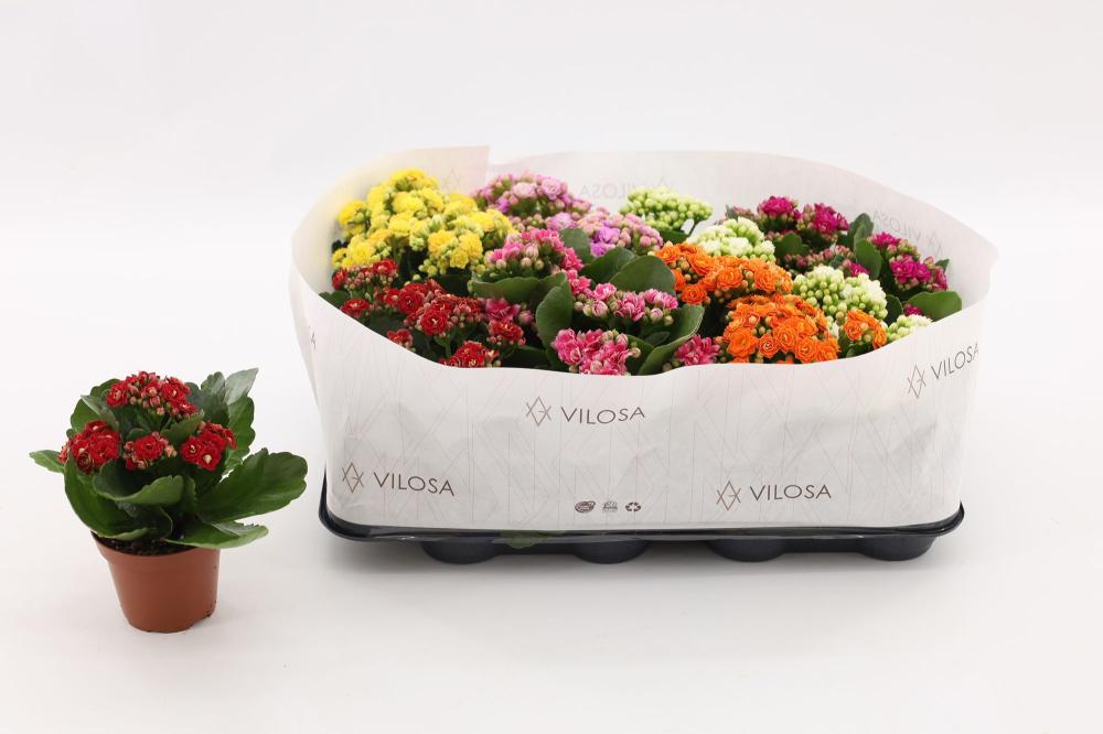 kalanchoe fleurs doubles