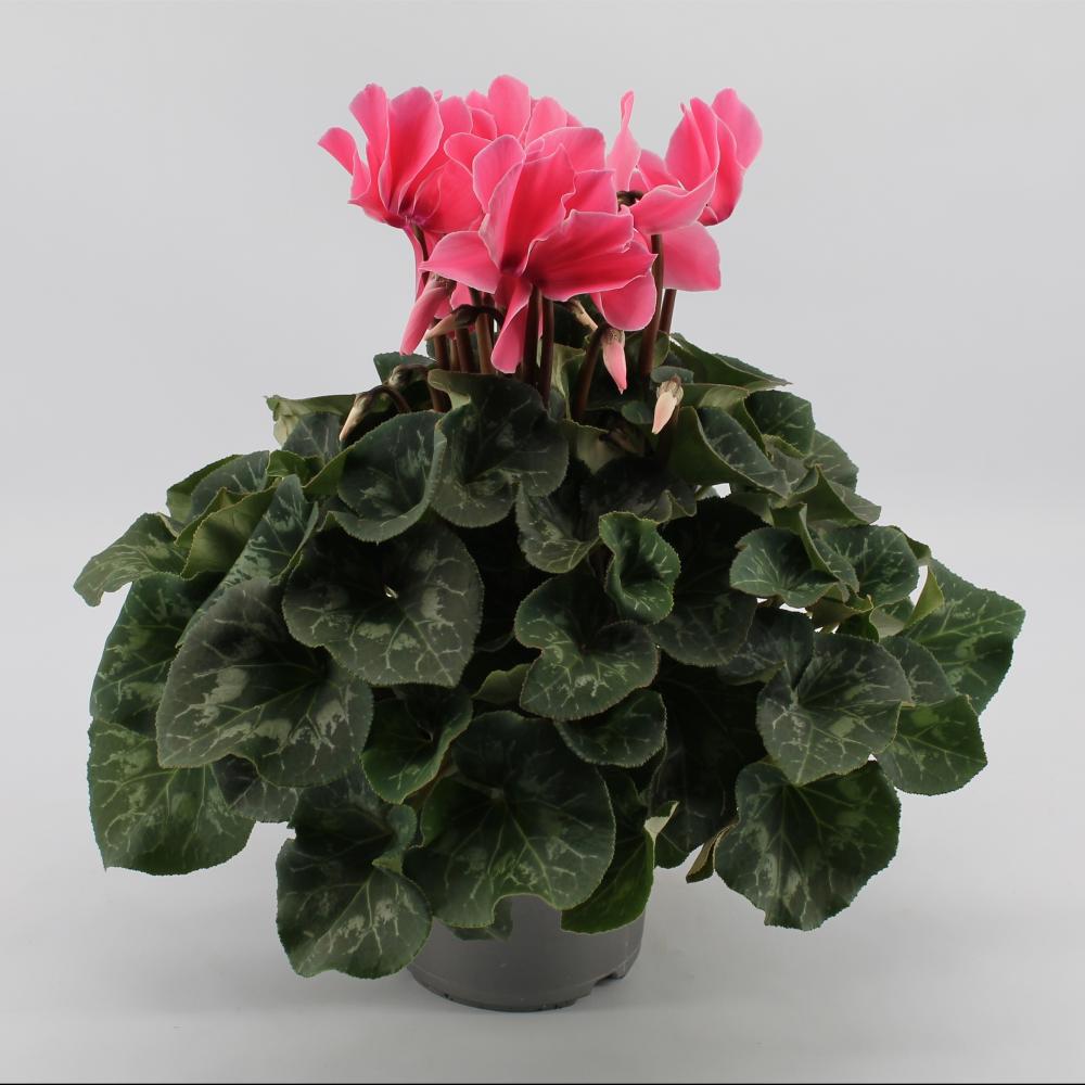 cyclamen
