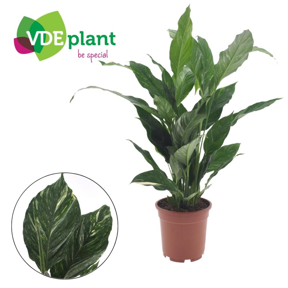 Spathiphyllum
