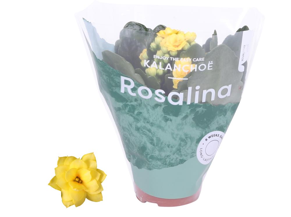 Kalanchoe rosalina