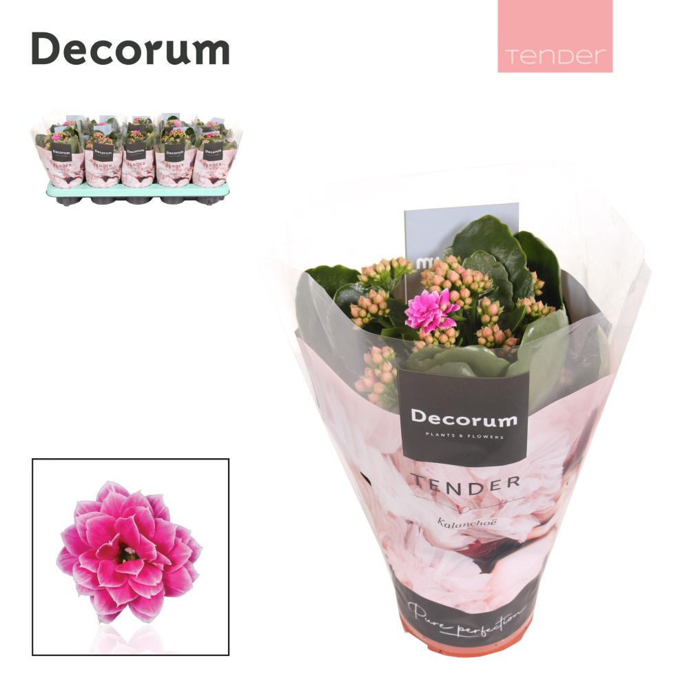 Kalanchoe fleurs doubles