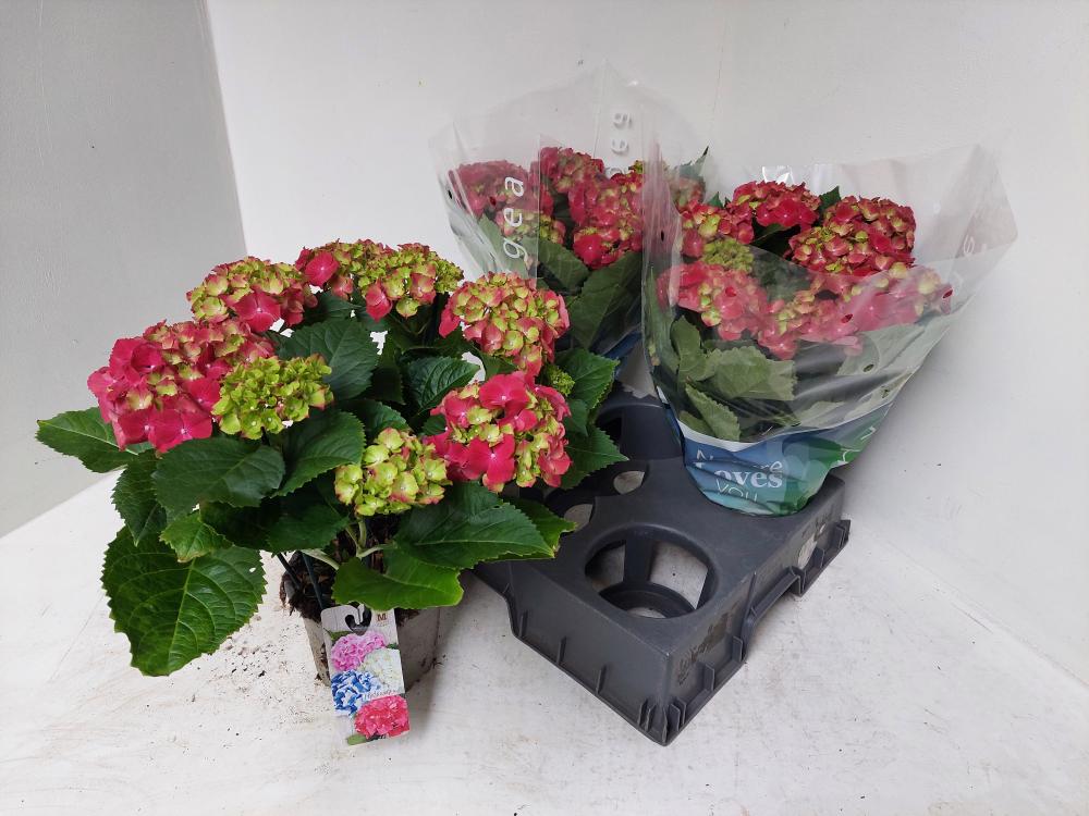 Hydrangea