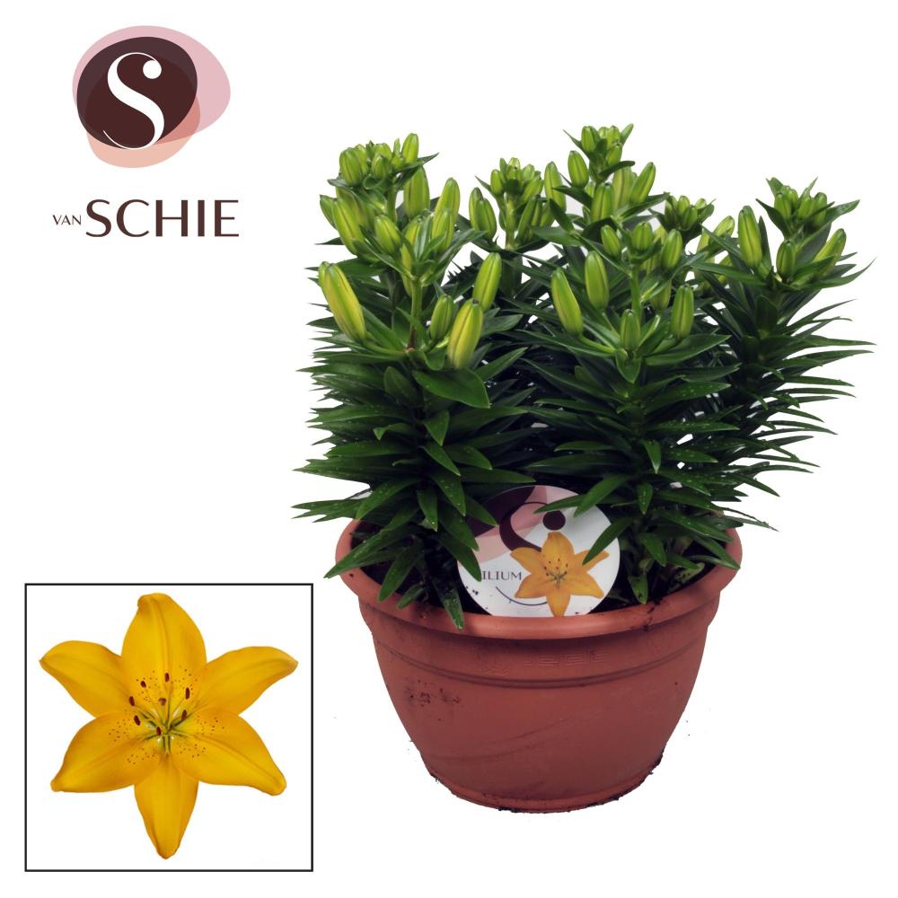 plantes fleuries