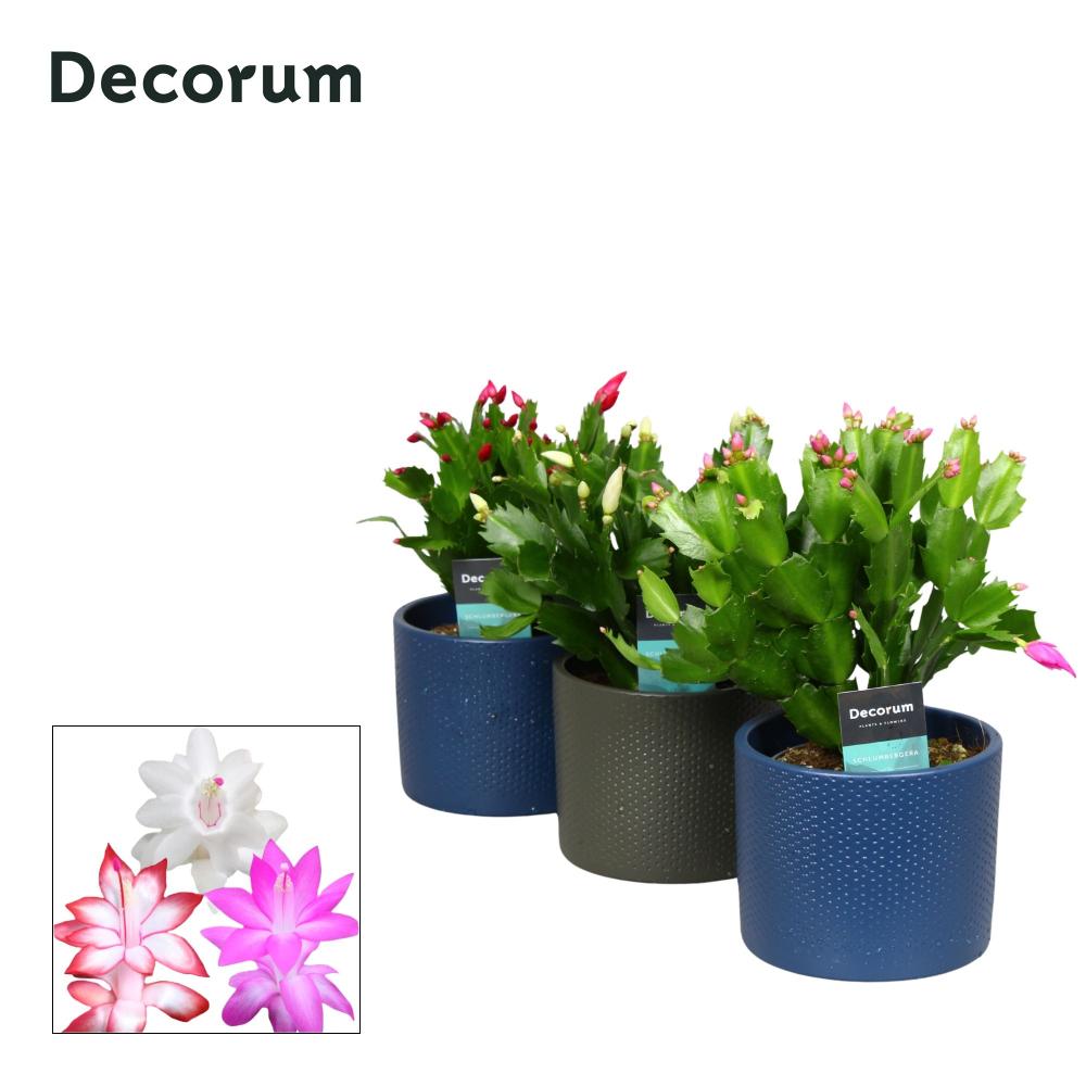 Schlumbergera