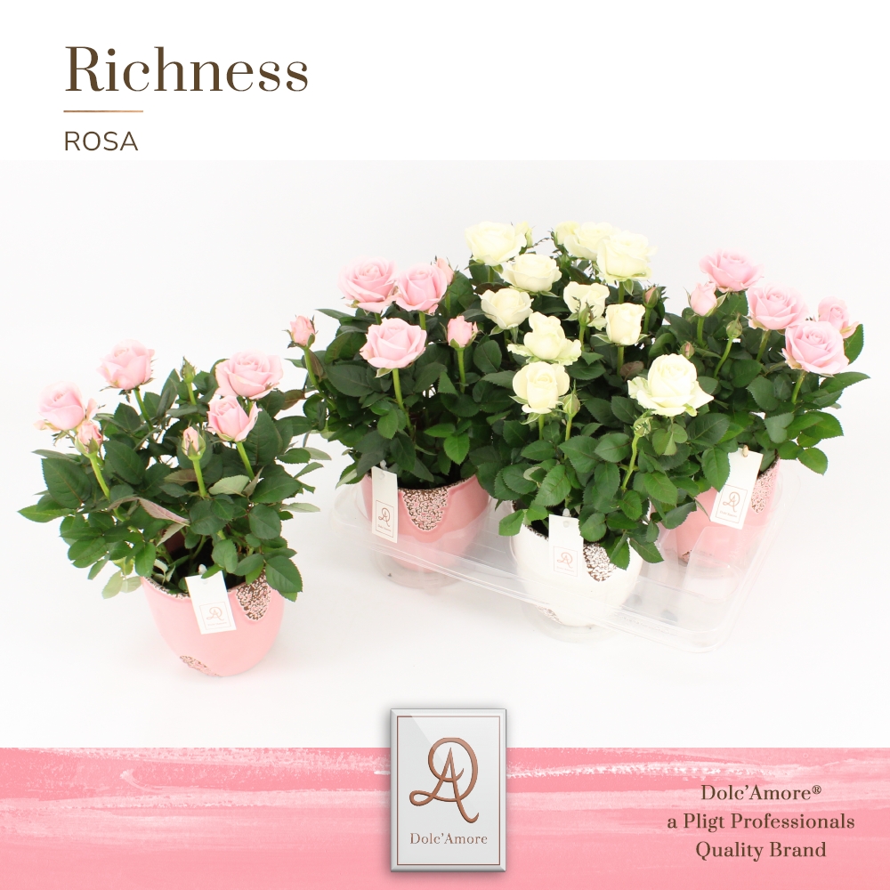Rosa