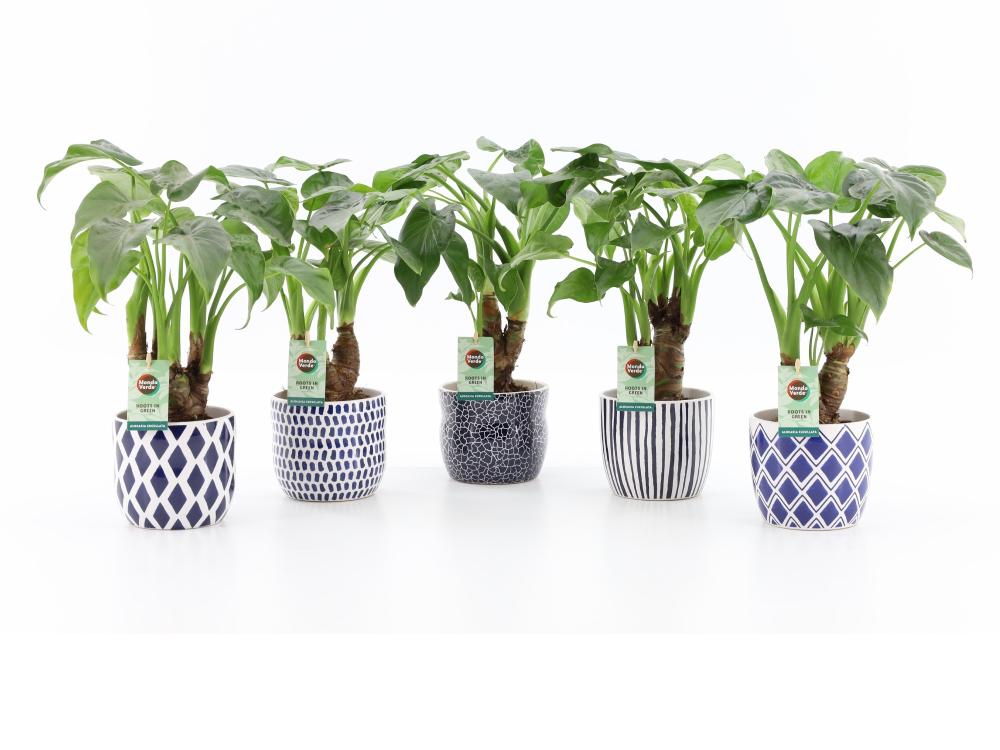 Alocasia