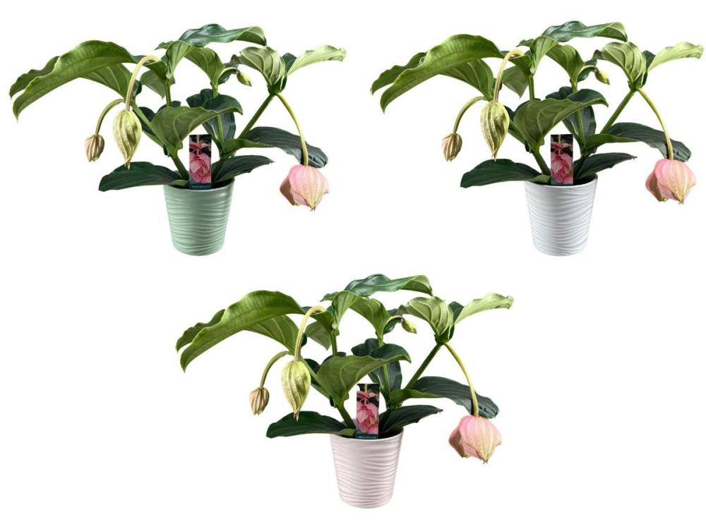 Medinilla