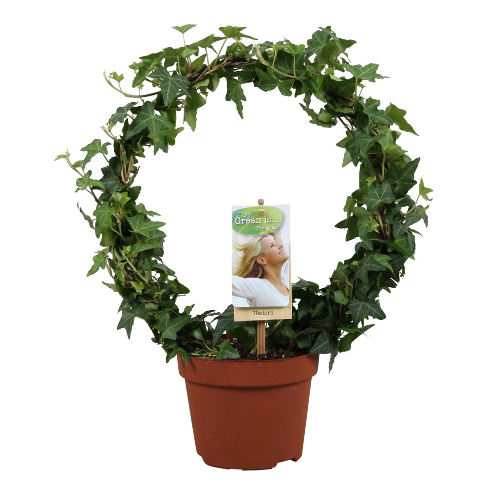 Hedera