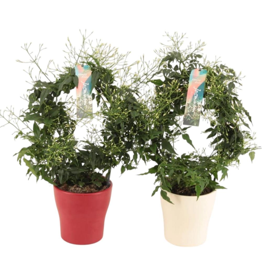 Jasminium polyanthum