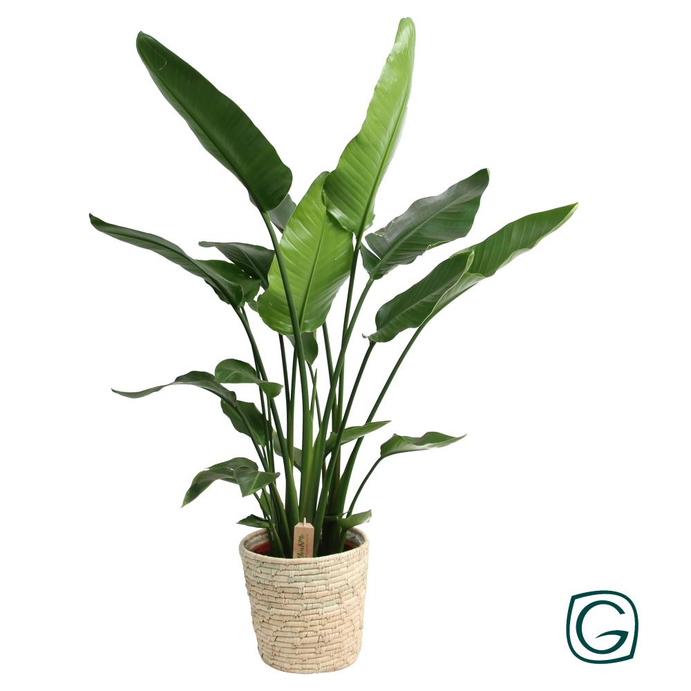 Strelitzia