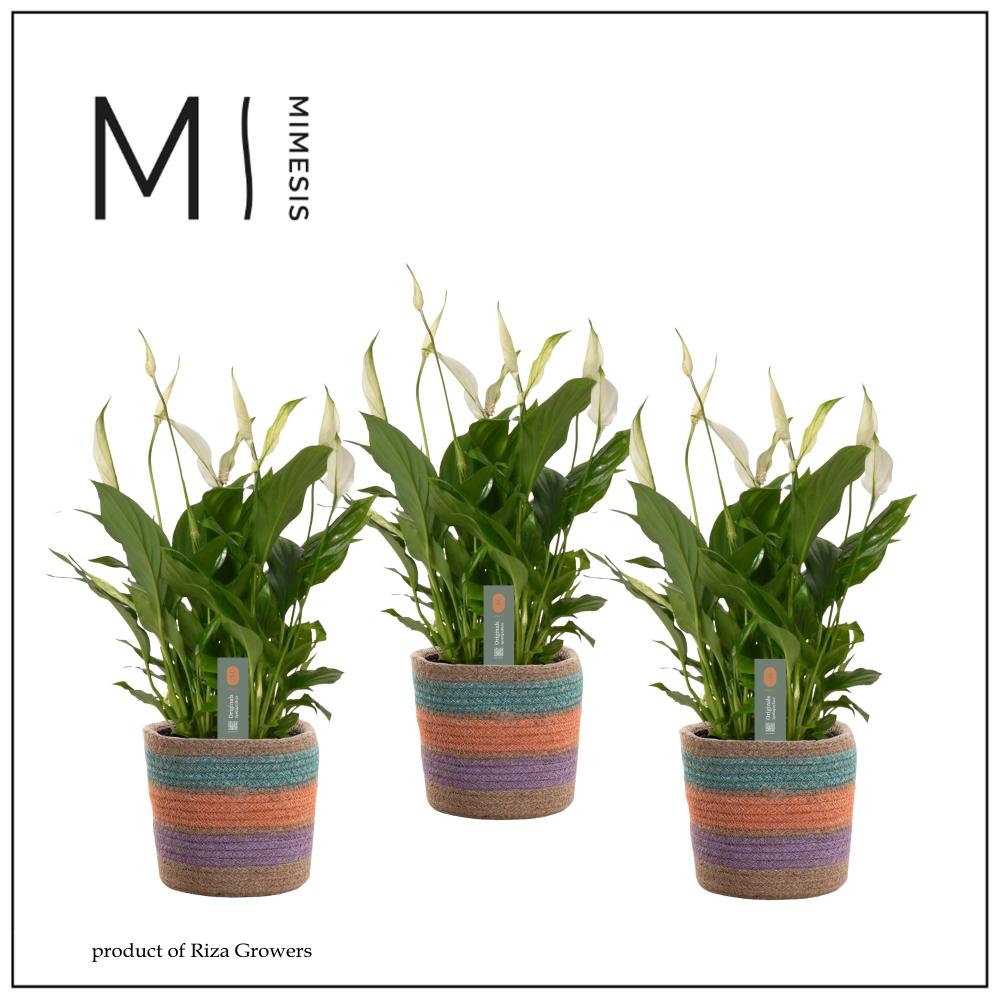Spathiphyllum