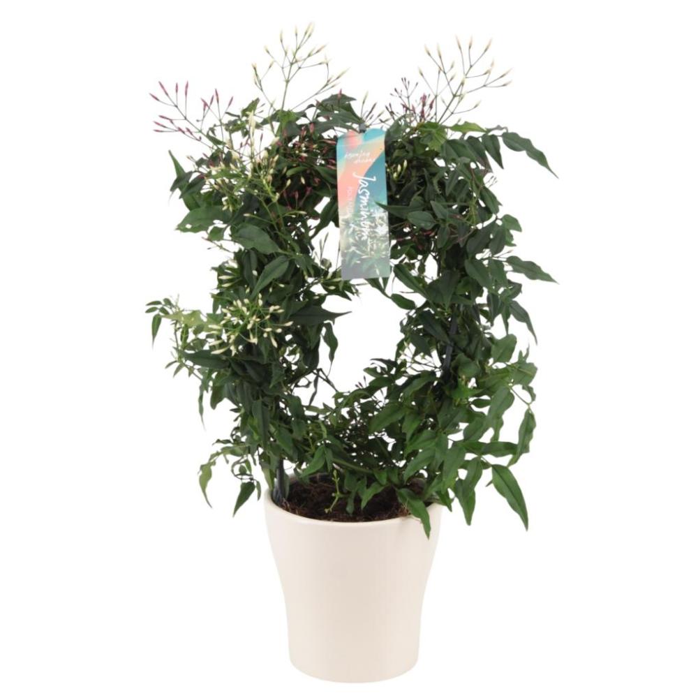 Jasminum