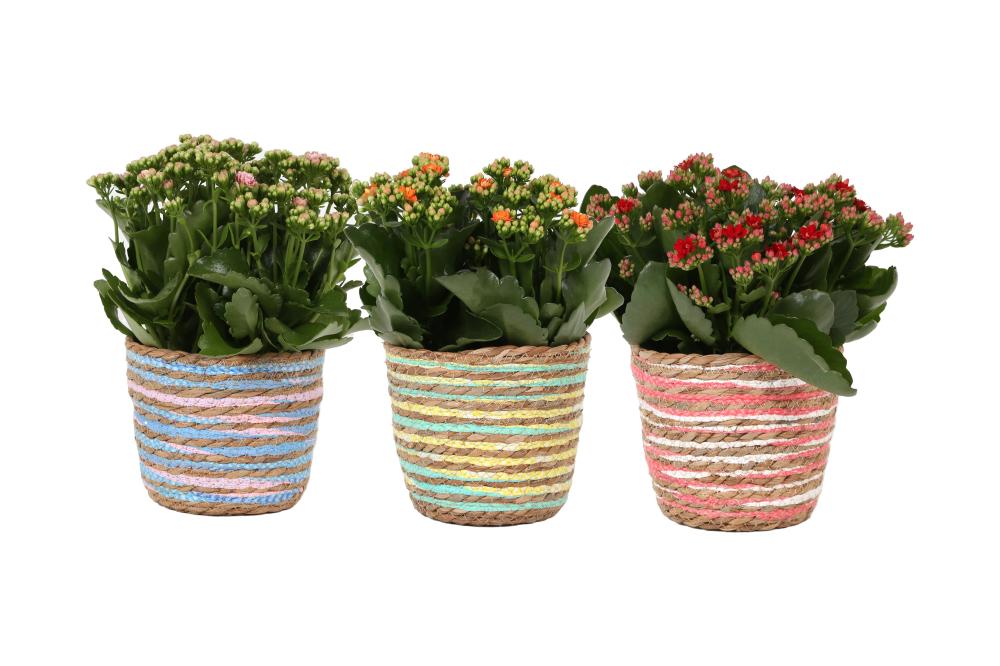 Kalanchoe rosalina